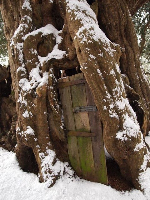 The Yew Tree